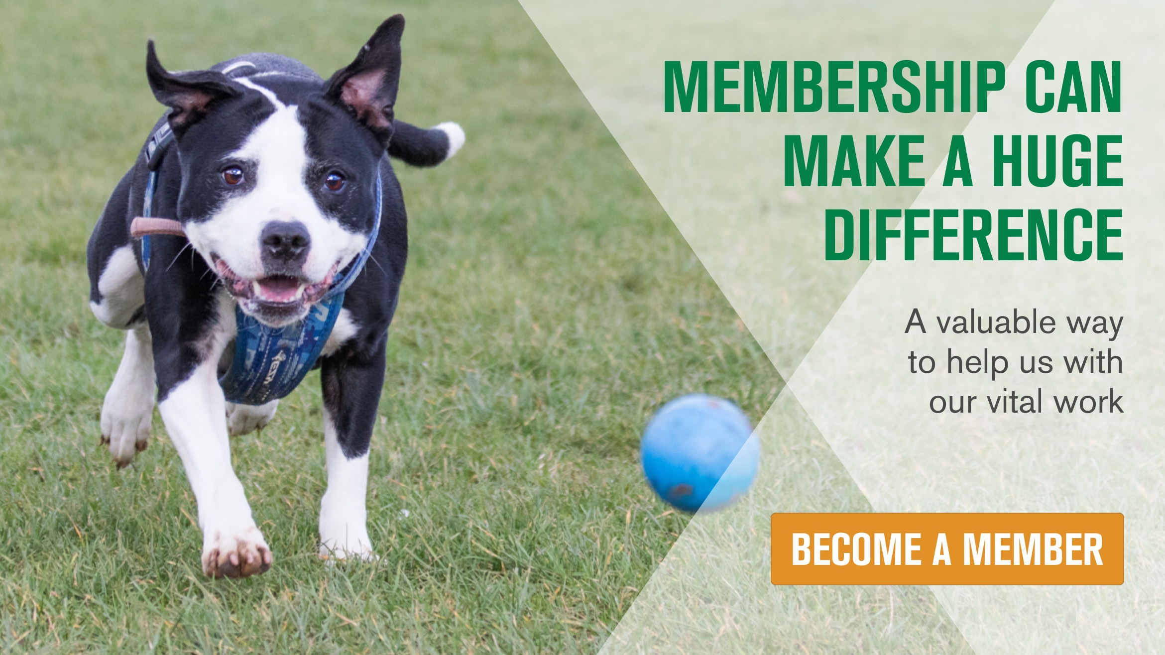 See the huge number of ways your membership could make a difference