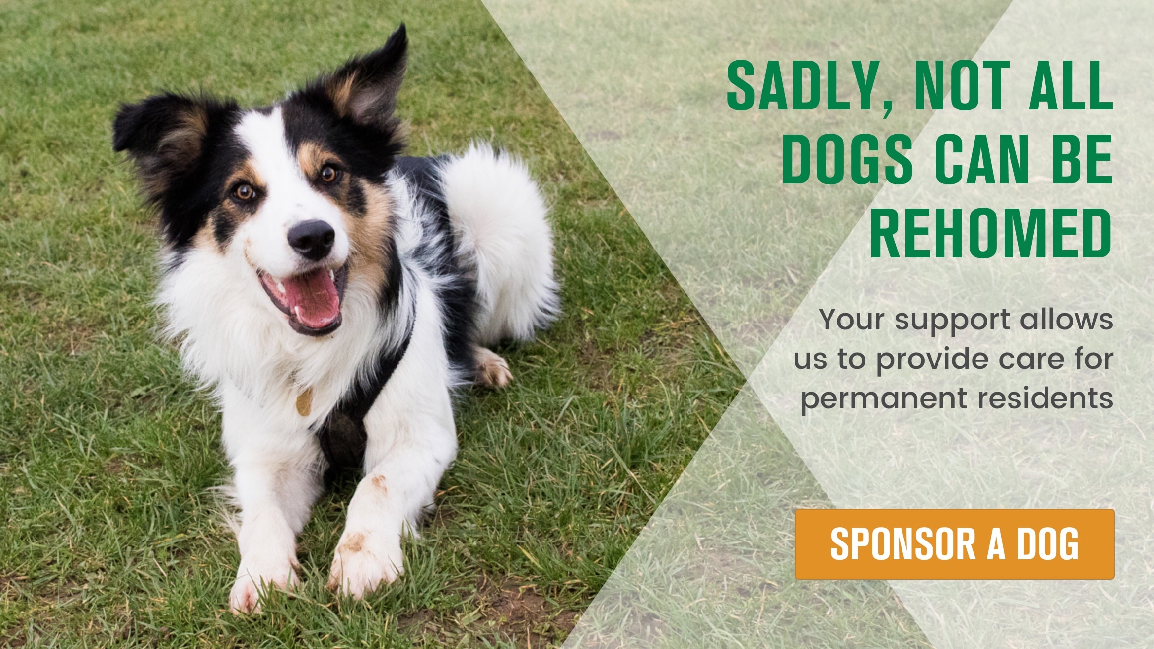 Sadly, not all dogs can be rehomed. Can you help one of our permanent residents?