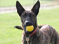 Dutch Shepherd Mix Stokenchurch Dog Rescue