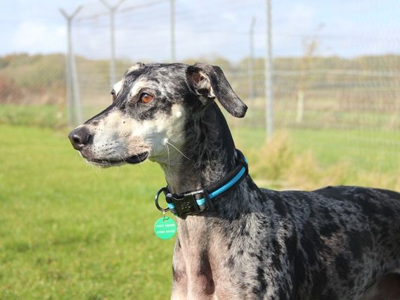 Arlo, a 6 years old male Saluki X available for adoption from Stokenchurch Dog Rescue in Buckinghamshire