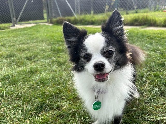 Arthur, a 5 years old male Chihuahua X available for adoption from Stokenchurch Dog Rescue in Buckinghamshire
