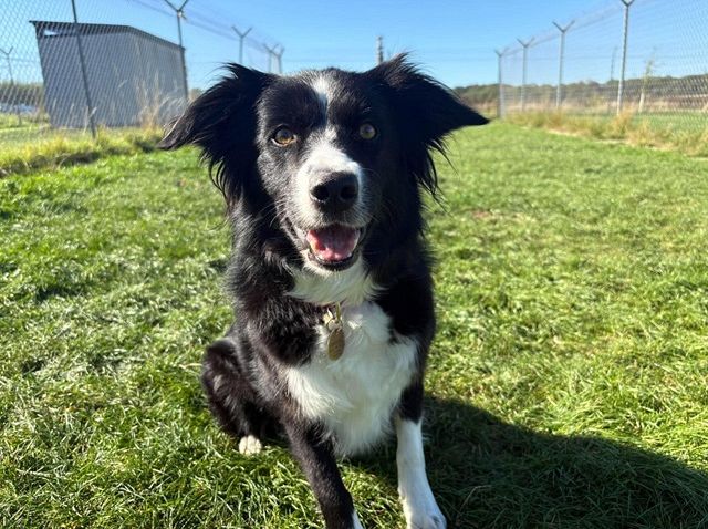 Nell, a 4 years old female Border Collie X available for adoption from Stokenchurch Dog Rescue in Buckinghamshire