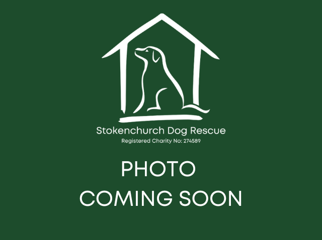 Sourdough, a 2 years old female Lurcher X available for adoption from Stokenchurch Dog Rescue in Buckinghamshire