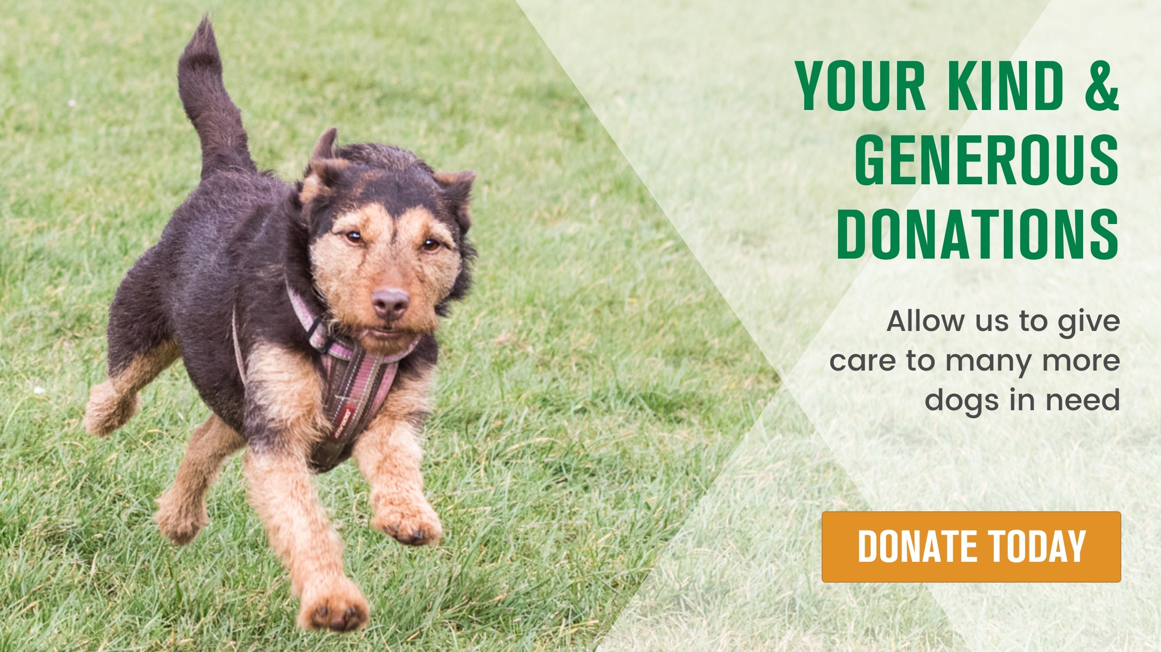 With your donations we can help more dogs in need