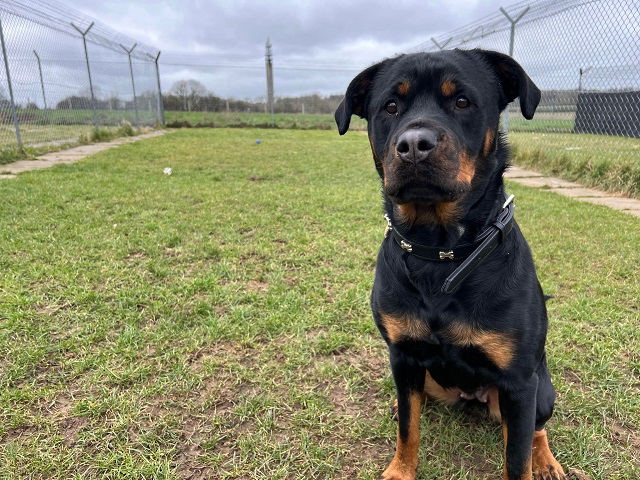Roxy » Stokenchurch Dog Rescue