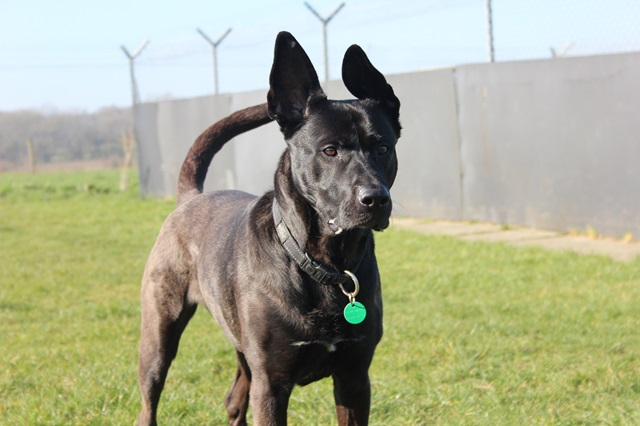 Rally » Stokenchurch Dog Rescue