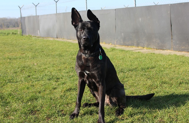 Rally » Stokenchurch Dog Rescue