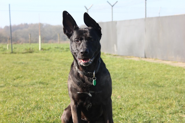 Rally » Stokenchurch Dog Rescue
