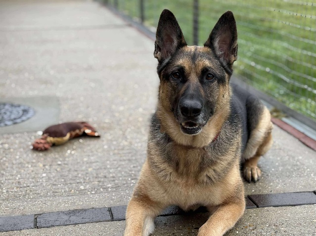 Roxy » Stokenchurch Dog Rescue