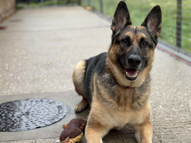 Roxy » Stokenchurch Dog Rescue